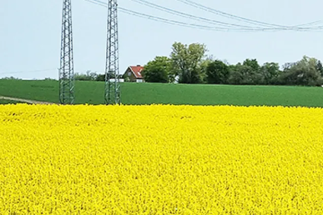Power lines at a yellow corn field. Photo.
